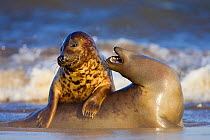 Grey seals (Halichoerus grypus) females playing on beach at Donna Nook, Lincolnshire, England, UK, January