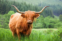 Highland Cattle, Glen Nevis, Lochaber, Scotland, UK, June.