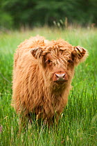 Highland Cattle calf, Glen Nevis, Lochaber, Scotland, UK, June.