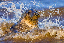 Grey Seal (Halichoerus grypus) playing in waves at Donna Nook, Lincolnshire, England, UK, January.