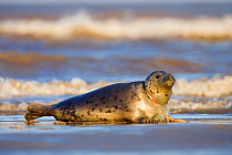 Grey Seal (Halichoerus grypus) with fishing line caught tight around its neck at Donna Nook, Lincolnshire, England, UK, January.