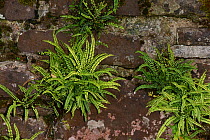 Maidenhair spleenwort (Asplenium trichomanes) growing on an Old Red Sandstone wall, Brecon Beacons National Park, Breconshire, Wales, UK. October 2018.