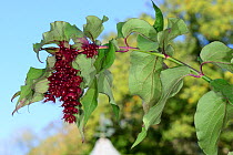 Himalayan honeysuckle (Leycesteria formosa) commonly planted in Victorian shrubberies for game birds Native to Himalaya and South-west China, Grown in a large garden, Herefordshire Plateau, England, O...