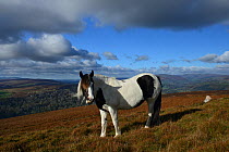 Semi-feral Welsh Cob (Equus caballus) skewbald mare on heather moorland, Blorenge, Brecon Beacons National Park, Monmouthshire, Wales, October 2018.