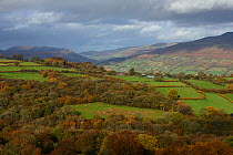 Ancient Sessile Oak (Quercus petrea) woodland and sheep pasture in autumn colour and the Ffridd; open land with acid grassland, bracken, exposed rock and scrub in the background, Brecon Beacons Nation...