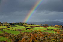 Sheep pasture with hedges and oak woodland in autumn colour and a rainbow over Pen Tir, Brecon Beacon National Park, Breconshire, Wales, November 2018.