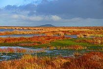 Pwl Gwy-rhoc and associated blanket bog with reddish tinged leaves of Cotton-grass and a carpet of Sphagnum moss. Mynd Llangatwg, with the Sugar loaf in the background, Brecon Beacons National Park, B...