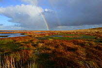 Pwl Gwy-rhoc and associated blanket bog with reddish tinged leaves of Cotton-grass and a carpet of Sphagnum, Mynd Llangatwg, with a rainbow in the background, Brecon Beacons National Park, Breconshire...