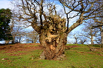 The Stag&#39;s-horn Oak or Hypebaeus Tree at Moccas Park National Nature Reserve, estimated to be over 600 years old and the habitat of the rare Moccas Beetle (Hypebaeus flavipes) Herfordshire, Englan...