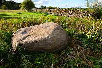 Erratic boulder deposited beside Llansgorse Lake during the last Ice-Age, an Intraformational conglomerate from the Old Red Sandstone Succession, Devonian Period, and drystone wall, Brecon Beacons Nat...