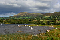 Llangorse Lake SSSI and SAC featuring Mute Swans (Cynus olor) and Cormorants (Phalacrocorax carbo) and Mynydd Troed in the background, Brecon Beacons National Park, Breconshire, Wales, UK, Spetember 2...