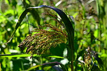 Proso / Red millet (Panicum miliaceum) in field as a cover crop for game and wild birds, Herefordshire Plateau, England, UK. September.