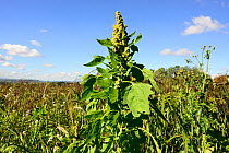 Quinoa (Chenopodium quinoa) growing in a game bird cover crop, Herefordshire Plateau, England, September.