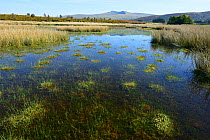 Dystrophic pond on Myndd Illtud Common SSSI, showing cushions of Sphagnum Moss, with Pen y Fan, the highest mountain in the Brecon Beacons National Park in the background, Breconshire, Wales, Spetmebe...