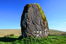 Maen Llia Standing Stone composed of intraformational conglomerate from the Devonian Old Red Sandstone Succession, attributed to the Bronze Age. Brecon Beacons National Park, Powys, Wales, UK. August...