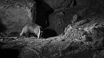 Male Badger (Meles meles) foraging at night near its sett entrance, Somerset, England, UK, May. Filmed using a remote camera and infra red light.
