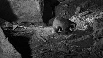 Male Badger (Meles meles) foraging at night near its sett entrance, Somerset, England, UK, May. Filmed using a remote camera and infra red light.