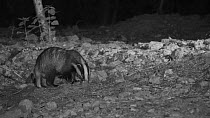 Female Badger (Meles meles) foraging at night near its sett entrance, Somerset, England, UK, May. Filmed using infra red light.