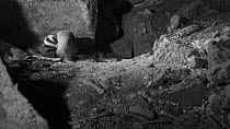 Male Badger (Meles meles) foraging and grooming at night near its sett entrance, Somerset, England, UK, May. Filmed using a remote camera and infra red light.