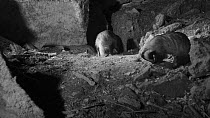 Two Badgers (Meles meles) foraging near their sett entrance at night, Somerset, England, UK, May. Filmed using a remote camera and infra red light.