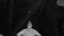 Member of Wiltshire Bat Group extracting a small Bat (Myotis) from a mist net set in woodland, Box Mine, Wiltshire, England, UK, September. Model released.