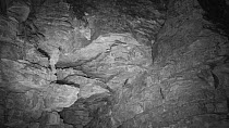 Several bats (Myotis) circling around an old quarry face and the entrance to Box Mine during autumn swarming period, Wiltshire, England, UK, September. Recorded during a licensed survey with Wiltshire...