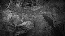 Panning shot showing several bats (Myotis) circling around an old quarry face and the entrance to Box Mine during autumn swarming period, Wiltshire, England, UK, September. Recorded during a licensed...