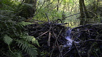 Panning shot of a dam constructed by Eurasian beavers (Castor fiber) on a section of the River Otter, Devon, England, UK, June 2018.