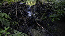 Tilt shot of a dam constructed by Eurasian beavers (Castor fiber) on a section of the River Otter, Devon, England, UK, June 2018.