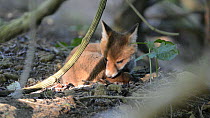 Red fox cub (Vulpes vulpes) falling asleep as it rests in dappled sunshine on woodland floor near the entrance to its earth, Somerset, England, UK, May.