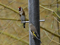 Goldfinches (Carduelis carduelis) competing to feed from a bird feeder, Gloucestershire, England, UK, April.