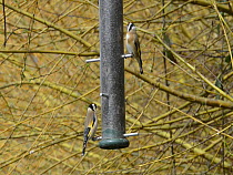 Goldfinches (Carduelis carduelis) feeding from a bird feeder, Gloucestershire, England, UK, April.