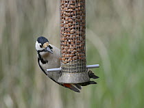 Great spotted woodpecker (Dendrocopus major) feeding from a bird feeder, Gloucestershire, England, UK, April.