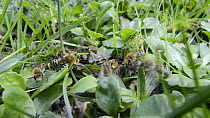 Ivy bee (Colletes hederae) mating ball, showing a mass of males clustered around a female recently emerged from her burrow, Wiltshire, England, UK, September.