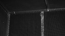 Rehabilitated Brown big-eared bats (Plecotus auritus) flying in a flight cage, used to check they are able to hunt before they are released, North Devon Bat Care, near Barnstaple, England, UK, June. P...