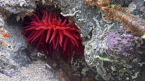 Strawberry sea anemone (Actinia fragacea) with tentacles spread underwater, Cornwall, England, UK, September.