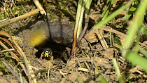 European wasps (Vespula germanica) entering and leaving an underground nest, with some removing balls of soil, Wiltshire, England, UK, July.