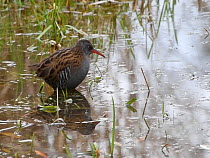 Water rail (Gallus aquatica) foraging close to the margins of a reed bed, Gloucestershire, England, UK, November.