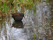 Water rail (Gallus aquatica) foraging in a shallow pond at the margins of a reed bed, Gloucestershire, England, UK, November.