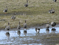 Group of White fronted geese (Anser albifrons) drinking from a freshwater pool on flooded pastureland, Gloucestershire, England, UK, March.
