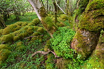 Wood sorrel (Oxalis acetosella) leaves at base of tree in ancient Ash (Fraxinus excelsior) woodland in spring. Rassal Ashwood National Nature Reserve, Highlands, Scotland, UK.