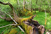 Dead wood decaying in ancient Ash (Fraxinus excelsior) woodland, Rassal National Nature Reserve, Highlands, Scotland, UK.