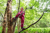Girl climbing tree in woodland during forest kindergarten session. Aberdeen, Aberdeenshire, Scotland, UK. Editorial use only