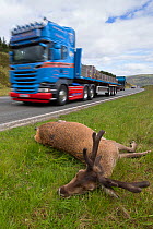 Red deer (Cervus elaphus) stag, dead on side of A9 road. Pass of Drumochter, Highlands, Scotland, UK.