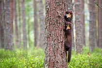 Pine marten (Martes martes), two siblings feeding whilst on tree trunk in Scots pine (Pinus sylvestris) woodland. Glenfeshie, Cairngorms National Park, Scotland, UK.