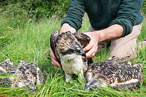 Raptor ecologist checking health and ringing Osprey (Pandion haliaetus) chick for research purposes. Glenfeshie, Cairngorms National Park, Scotland, UK.