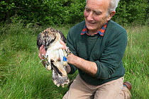 Raptor ecologist checking health of ringed Osprey (Pandion haliaetus) chick for research purposes. Glenfeshie, Cairngorms National Park, Scotland, UK.