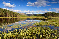 Bogbean (Menyanthes trifoliata) and White waterlily (Nymphaea alba) on lochan with forests and hills beyond. Uath Lochans, Glenfeshie, Cairngorms National Park, Scotland, UK. July.
