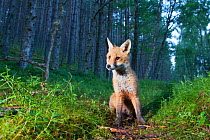 Red fox (Vulpes vulpes) cub sitting in coniferous woodland clearing at dusk. Glenfeshie, Cairngorms National Park, Scotland, UK.