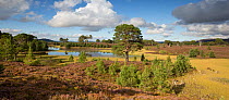Heath and regenerating Scots pine (Pinus sylvestris) forest around Loch a Garbh-Choire. Abernethy National Nature Reserve, Cairngorms National Park, Scotland, UK. .